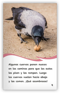 Aves inteligentes, Aves asombrosas from Fábulas y el Mundo Real