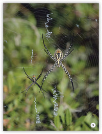 Ayudantes del jardín