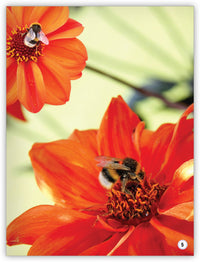 Ayudantes del jardín