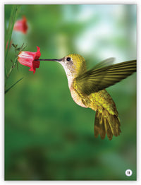 Ayudantes del jardín