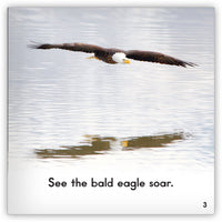 Bald Eagle from Zoozoo Animal World