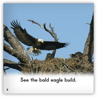 Bald Eagle from Zoozoo Animal World