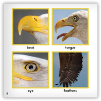 Bald Eagle from Zoozoo Animal World