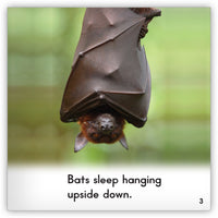 Bat from Zoozoo Animal World