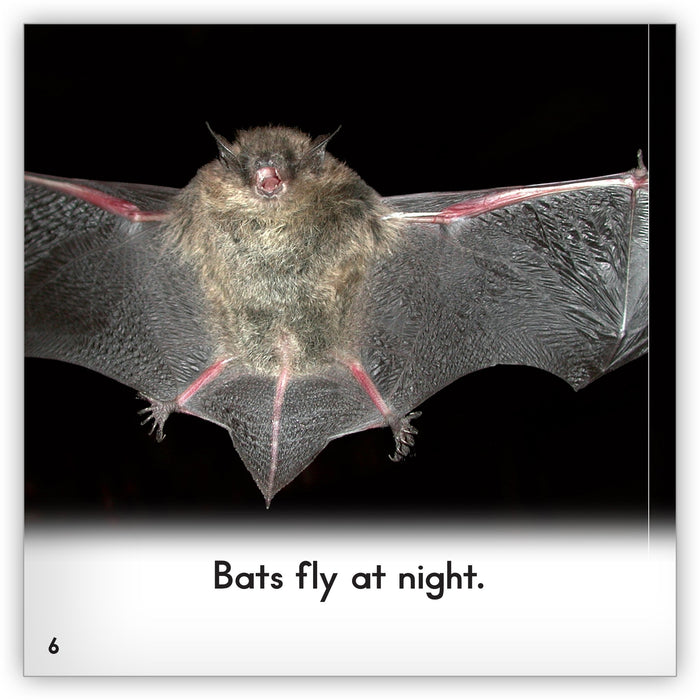 Bat from Zoozoo Animal World