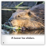 Beaver from Zoozoo Animal World