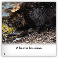 Beaver from Zoozoo Animal World