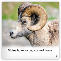 Bighorn Sheep from Zoozoo Animal World