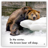 Brown Bear from Zoozoo Animal World