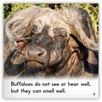 Buffalo from Zoozoo Animal World