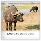 Buffalo from Zoozoo Animal World