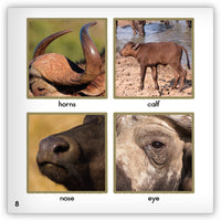 Buffalo from Zoozoo Animal World