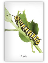 Butterfly Big Book from Kaleidoscope Collection