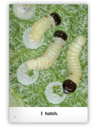 Butterfly Leveled Book