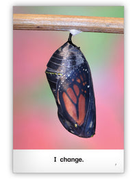 Butterfly from Kaleidoscope Collection