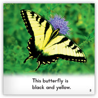 Butterfly from Zoozoo Animal World