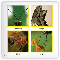 Butterfly from Zoozoo Animal World