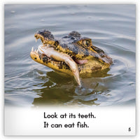 Caiman from Zoozoo Animal World