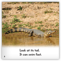 Caiman from Zoozoo Animal World