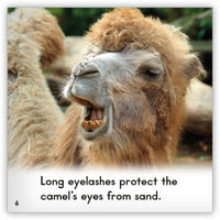 Camel from Zoozoo Animal World