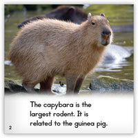Capybara from Zoozoo Animal World