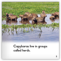 Capybara from Zoozoo Animal World