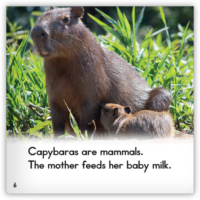 Capybara - Zoozoo Animal World - Hameray Publishing