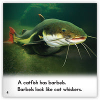 Catfish from Zoozoo Animal World