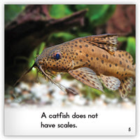 Catfish from Zoozoo Animal World