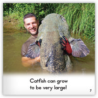 Catfish from Zoozoo Animal World