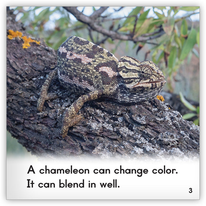 Chameleon from Zoozoo Animal World
