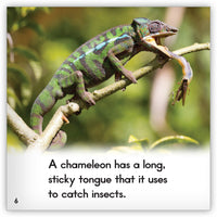 Chameleon from Zoozoo Animal World