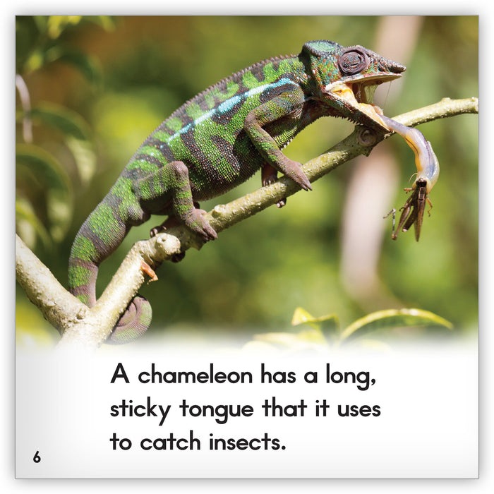 Chameleon from Zoozoo Animal World