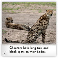 Cheetah from Zoozoo Animal World