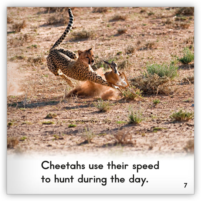 Cheetah from Zoozoo Animal World