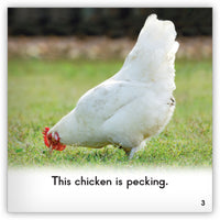 Chicken from Zoozoo Animal World