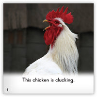 Chicken from Zoozoo Animal World