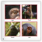 Chimpanzee from Zoozoo Animal World