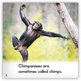 Chimpanzee Big Book