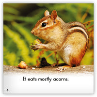 Chipmunk from Zoozoo Animal World