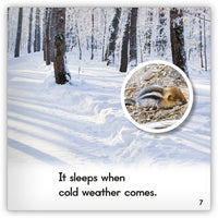 Chipmunk from Zoozoo Animal World