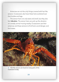 Clever Crustaceans from Underwater Encounters