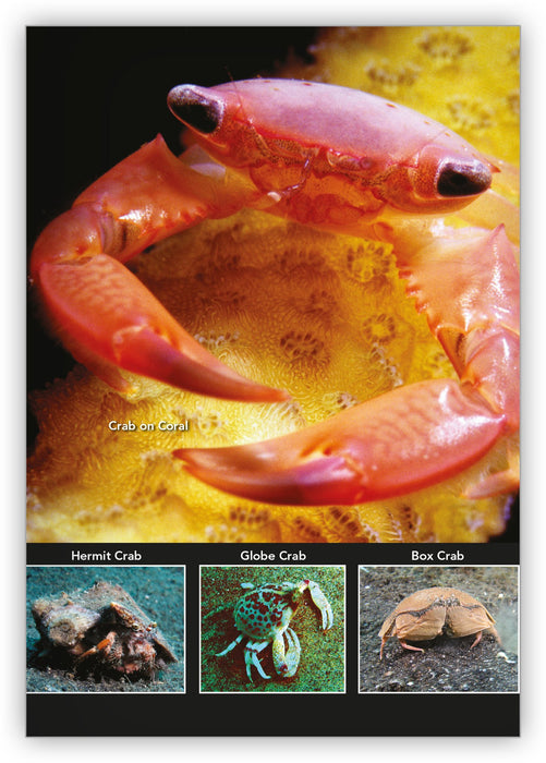Clever Crustaceans from Underwater Encounters