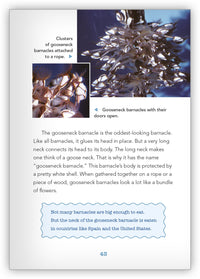 Clever Crustaceans from Underwater Encounters