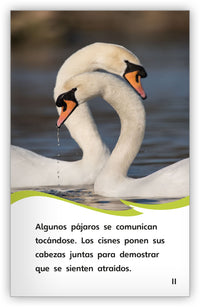 ¿Cómo se comunican los pájaros? from Fábulas y el Mundo Real