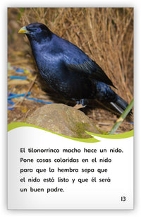 ¿Cómo se comunican los pájaros? from Fábulas y el Mundo Real