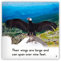 Condor from Zoozoo Animal World