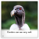 Condor from Zoozoo Animal World