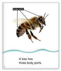 Count with Bees from Kid Lit