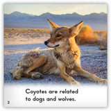 Coyote from Zoozoo Animal World